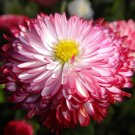 200+ Red & White English Daisy Seeds – Bellis perennis Perennial Flower Seeds for Garden