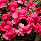 1000+ Candelabra Rose Snapdragon Seeds – Tall Rose Pink Antirrhinum Flowers for Garden & Bouquets