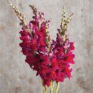 1000+ Chantilly Velvet Snapdragon Seeds  Garden Flowers Tall Vibrant Blooms