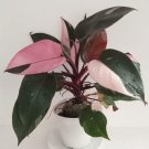 1 Cutting Rooted Node Pink Princess Live Plant