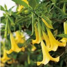 1 Fresh Cutting Rooted Node Dola Yellow Brugmansia Angel Trumpet Live Plant