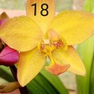 1 Rhizome Spathoglottis Plicata Yellow with Dot Ground Orchid Flowering Plant