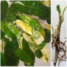 1 Rooted Cutting Node Philodendron Burle Marx Variegated House Rare Plant