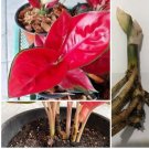 1 Well Rooted Cutting Aglaonema Super Red Rare Plant Without Leaves