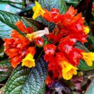 2 Bulbs Alloplectus Gesneriace Flower Plant Ready for Plant 2 Bulbs Alloplectus Gesneriace Flower Plant Ready for Plant