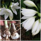 2 Bulbs Crinum Lily, Christophers Lily, Jagus Rattrayii, Crinum Jagus Plant