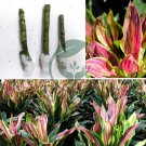 2 Cutting nodes Cordyline Ti Plants Sherbert Rose Yellow Hawaiian Ginger