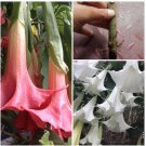 2 Cutting Rooted Nodes Dola Pink & White Brugmansia angel Trumpet Flower Plant