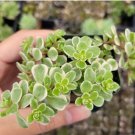 2 Inch Potted Live Rare String Of Dolphins Senecio Peregrinus Succulent Plants Fresh Garden