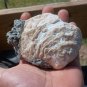 Rucks pit fossil clam lot