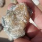 Rucks pit fossil clam lot