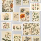 Vintage Botanical Wall Art Set of 16 | Antique Herbarium Prints | Neutral Nature Gallery Wall
