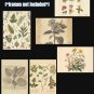 Vintage Botanical Wall Art Set of 16 | Antique Herbarium Prints | Neutral Nature Gallery Wall