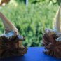 Forest Wizard Tree Spirit Carving Parasite Mushroom Wood