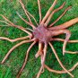 Nature Sun Goddess Tree Root spirit Sculpture Carved wood Balinese art 12"