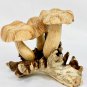 Magic Bali Mushroom Statue Parasite Wood Carving Balinese Art Sculpture
