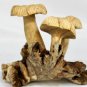 Magic Bali Mushroom Statue Parasite Wood Carving Balinese Art Sculpture