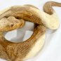 Python Boa Constrictor Snake Statue handmade wood carving sculpture Bali Art
