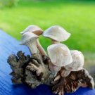 Bali Forest Mushrooms Statue Hand Carved Parasite Wood Balinese Art Sculpture