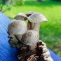 Bali Forest Mushrooms Statue Hand Carved Parasite Wood Balinese Art Sculpture