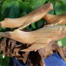 Humpback Whale Pod Sculpture Marine Life Handmade Parasite Wood carving Statue