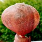Hooded Cobra Snake Statue Serpent carved wood carving sculpture Bali Art
