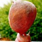 Hooded Cobra Snake Statue Serpent carved wood carving sculpture Bali Art