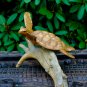 hand Carved Sea Turtle statue Wood Carving Sculpture Natural Root Bali Art
