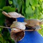 Sea Turtle Statue Parasite Wood Carving Mushroom Hand carved Sealife Bali art