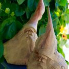 Forest Wizard Tree Spirit Carving Parasite Mushroom Wood Bali Statue Art 9"