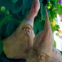 Forest Wizard Tree Spirit Carving Parasite Mushroom Wood Bali Statue Art 9"