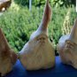 Forest Wizard Tree Spirit Carving Parasite Mushroom Wood Bali Statue Art 9"