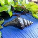 Sea shell Knob handle Drawer Pull Sea Life Nautical solid brass Balinese Art