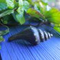 Sea shell Knob handle Drawer Pull Sea Life Nautical solid brass Balinese Art