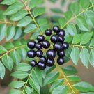 Ceylon Fresh Organic Natural 10+ Curry Leaf Seeds Free Shipping