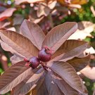 Very rare Fresh and Organic Fast Grow Purpule Guava 15+ Seeds Free Shipping