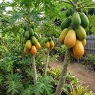 Fresh Rare Red Lady Papaya Seeds 50+ Seeds Free Shipping