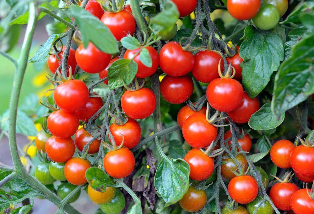 Ceylon Fresh High Quality Fresh Tomato 50+ Free Shipping