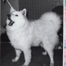 Samoyed "Snowbow" At Dog Show, Denver, Vtg Black & White Photo Samoyed "Snowbow" At Dog Show, Denver, Vtg Black & White Photo