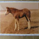 Glossy Color Photograph, Quarter Horse "Candy" Young Filly, Mare Glossy Color Photograph, Quarter Horse "Candy" Young Filly, Mare