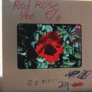 Red Rose Color Transparency, 35MM Slide, Photo, Floral, Garden Flower Red Rose Color Transparency, 35MM Slide, Photo, Floral, Garden Flower