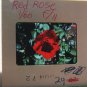 Red Rose Color Transparency, 35MM Slide, Photo, Floral, Garden Flower
