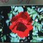 Red Rose Color Transparency, 35MM Slide, Photo, Floral, Garden Flower