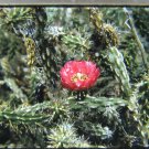 Cholla Cactus, Colorado, Film Slide, Original, Floral, Plant