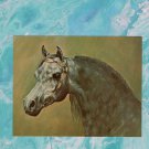 Arabian Stallion Large Postcard, Ibn Raffon, Champion, Horse
