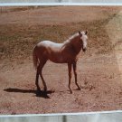 Young Horse At Pasture, Standing, Glossy, Photograph Young Horse At Pasture, Standing, Glossy, Photograph