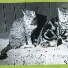 Kitten Duo Two Barn Cats Posing, Cute Photo, Pets Animals Kitten Duo Two Barn Cats Posing, Cute Photo, Pets Animals