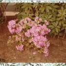 Azaleas In Massachusetts Color Photograph Garden Flowers Floral Azaleas In Massachusetts Color Photograph Garden Flowers Floral