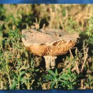 Colorado Mushroom Color Photograph Vintage Colorful Wild Plant