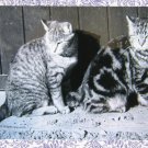 Barnyard Kittens Black & White Photo Cats Tabbies Barnyard Kittens Black & White Photo Cats Tabbies